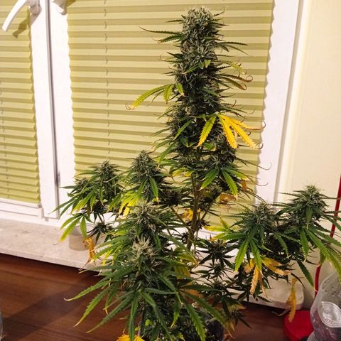Low Afghan  growlog timeline photo