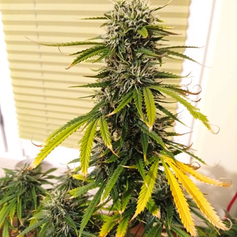 Low Afghan  growlog timeline photo