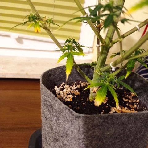 Low Afghan  growlog timeline photo