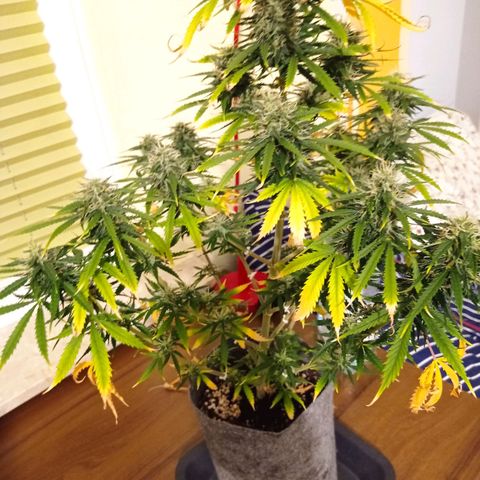 Low Afghan  growlog timeline photo