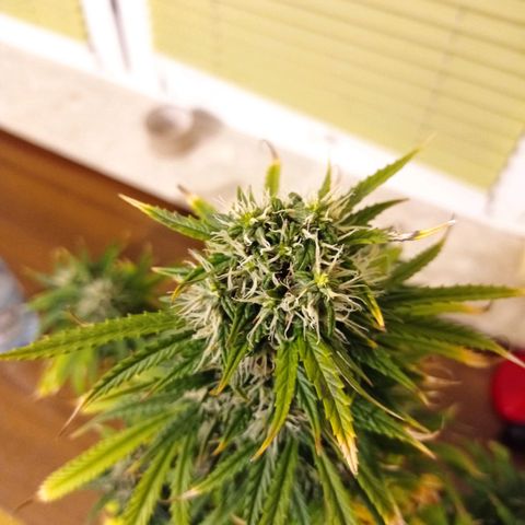 Low Afghan  growlog timeline photo
