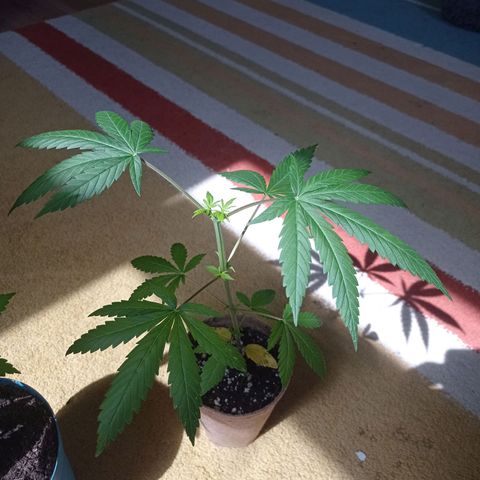 Mavis growlog timeline photo
