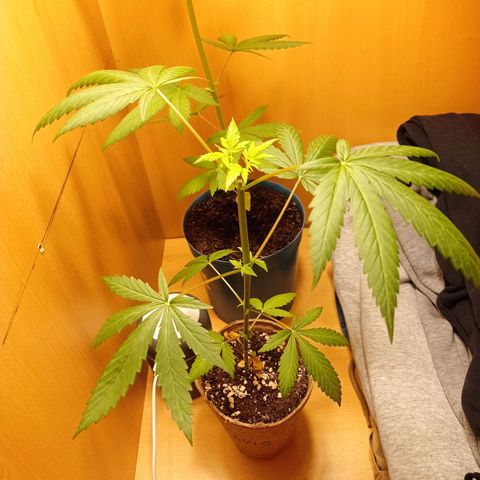 Mavis growlog timeline photo