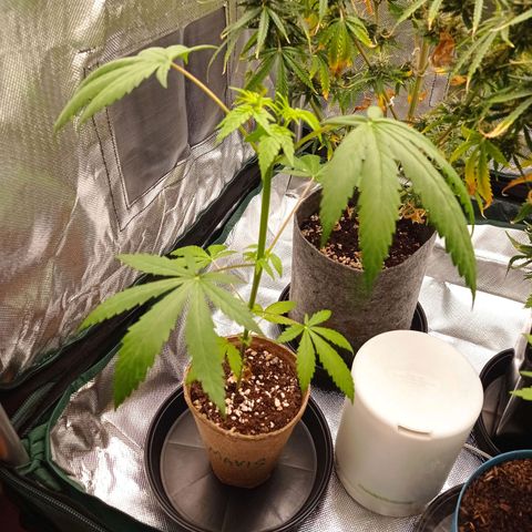 Mavis growlog timeline photo