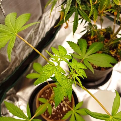 Mavis growlog timeline photo