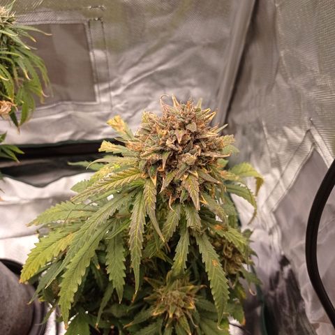Strawberry Cake growlog timeline photo
