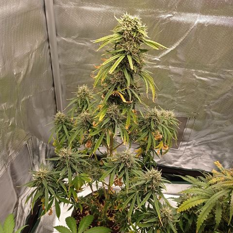 Low Afghan  growlog timeline photo