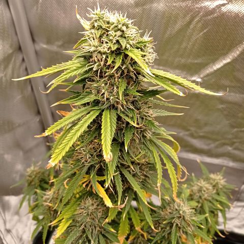 Low Afghan  growlog timeline photo