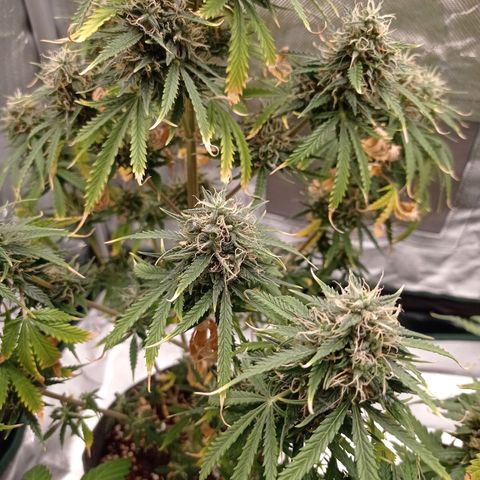 Low Afghan  growlog timeline photo