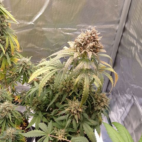 Strawberry Cake growlog timeline photo