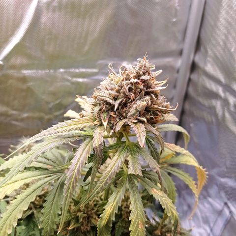 Strawberry Cake growlog timeline photo