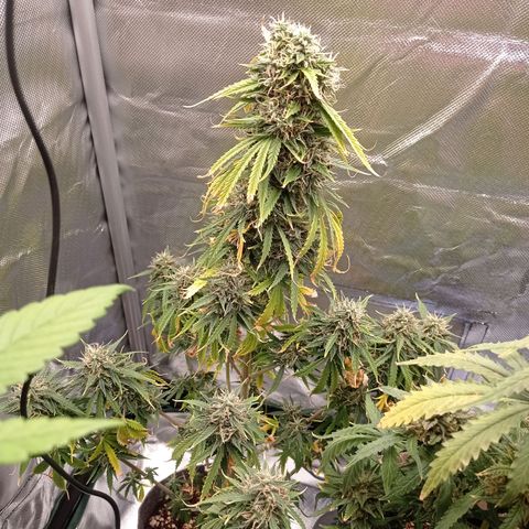 Low Afghan  growlog timeline photo