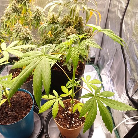 Mavis growlog timeline photo