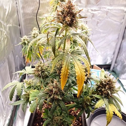 Strawberry Cake growlog timeline photo