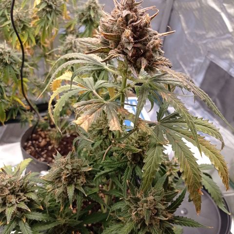 Strawberry Cake growlog timeline photo