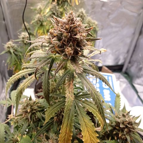Strawberry Cake growlog timeline photo