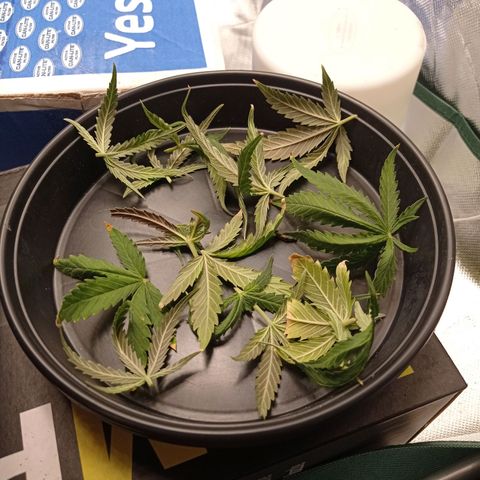 Strawberry Cake growlog timeline photo