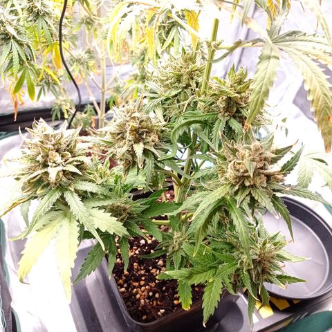 Strawberry Cake growlog timeline photo