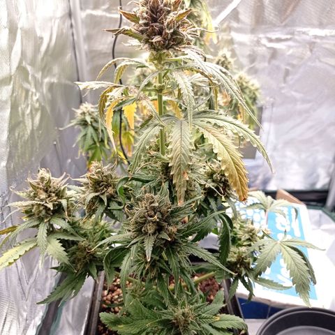 Strawberry Cake growlog timeline photo