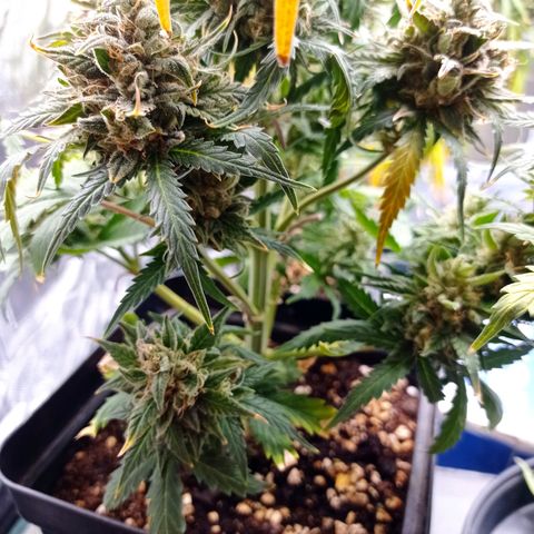 Strawberry Cake growlog timeline photo