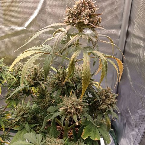 Strawberry Cake growlog timeline photo