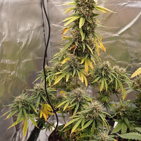 Low Afghan  growlog timeline photo