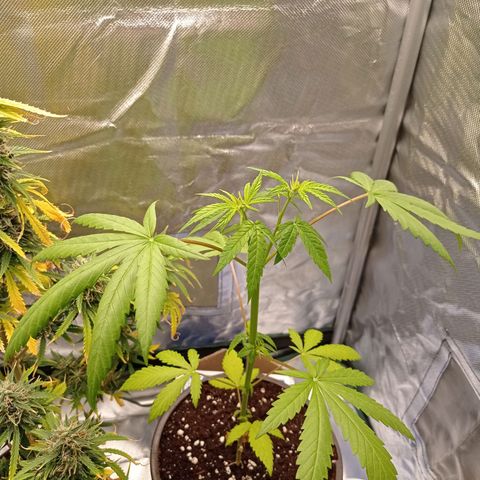 Mavis growlog timeline photo