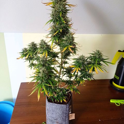 Low Afghan  growlog timeline photo