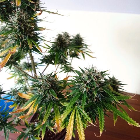 Low Afghan  growlog timeline photo