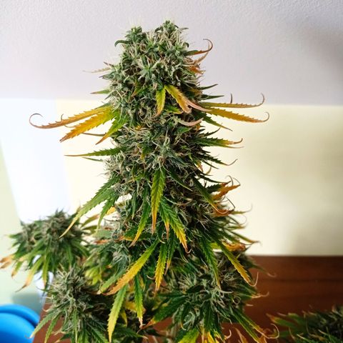 Low Afghan  growlog timeline photo