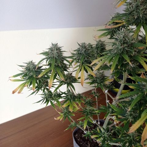 Low Afghan  growlog timeline photo