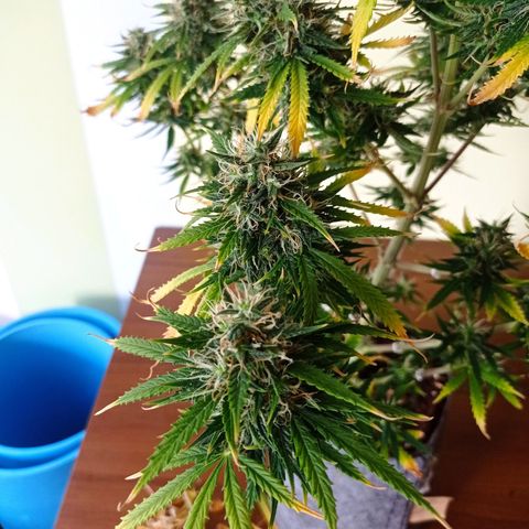 Low Afghan  growlog timeline photo