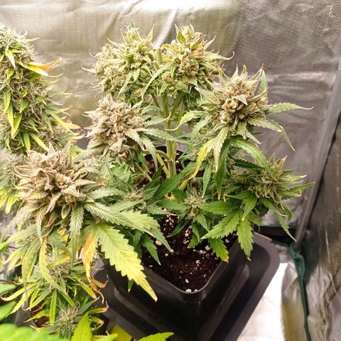 Strawberry Cake growlog timeline photo