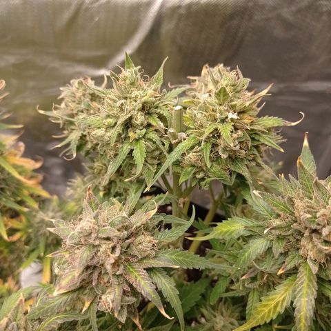 Strawberry Cake growlog timeline photo