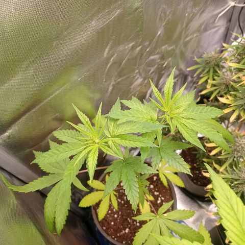 Mavis growlog timeline photo