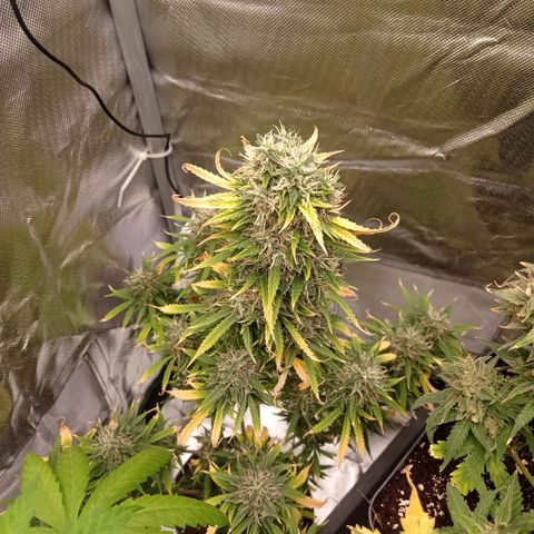 Low Afghan  growlog timeline photo