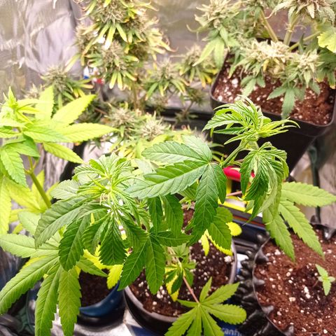 Mavis growlog timeline photo