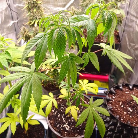 Mavis growlog timeline photo