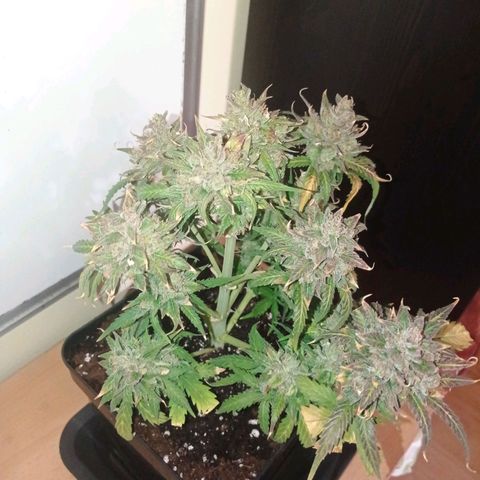 Strawberry Cake growlog timeline photo