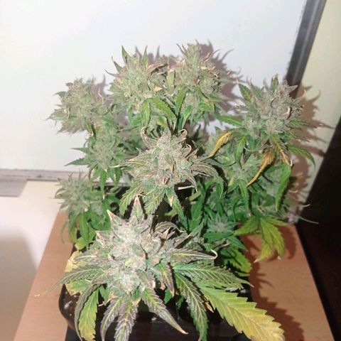 Strawberry Cake growlog timeline photo