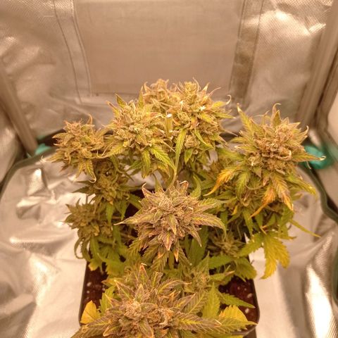Strawberry Cake growlog timeline photo
