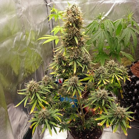 Low Afghan  growlog timeline photo