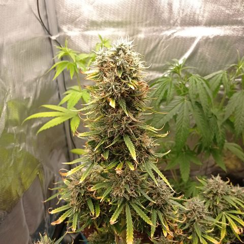 Low Afghan  growlog timeline photo