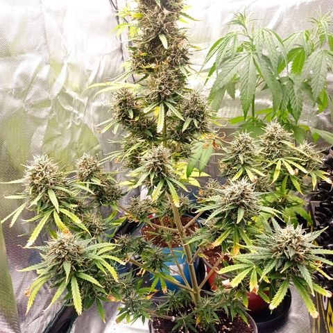 Low Afghan  growlog timeline photo