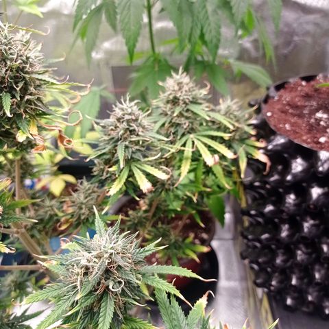 Low Afghan  growlog timeline photo