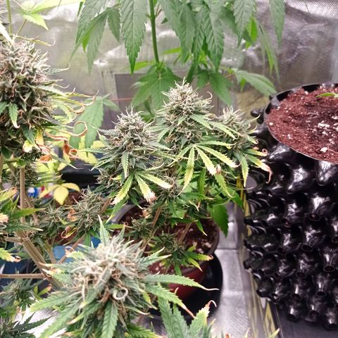 Low Afghan  growlog timeline photo