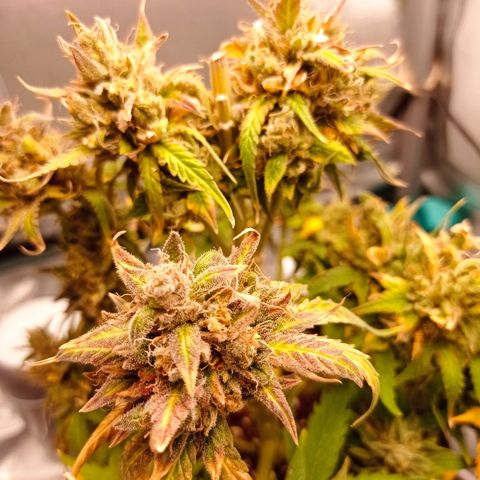 Strawberry Cake growlog timeline photo