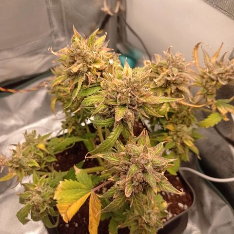 Strawberry Cake growlog timeline photo