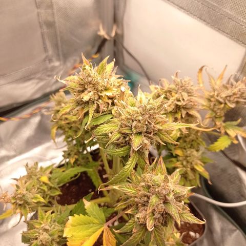 Strawberry Cake growlog timeline photo