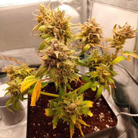 Strawberry Cake growlog timeline photo
